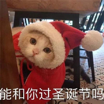 2019猫咪圣诞帽情侣头像安卓版图片1