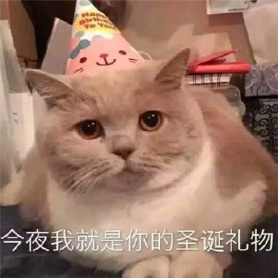 2019猫咪圣诞帽情侣头像安卓版图片2