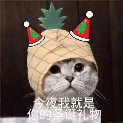 2019猫咪圣诞帽情侣头像安卓版图片3