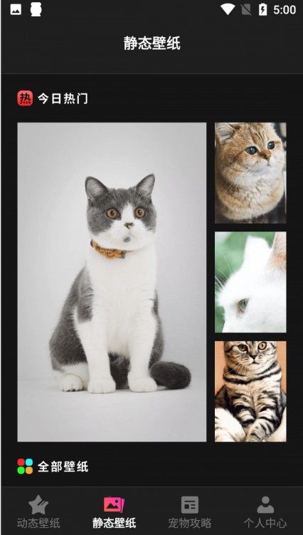 猫咪壁纸安卓版图片1